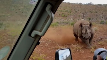 Quand un rhinocéros charge la voiture de deux hommes en Afrique du Sud