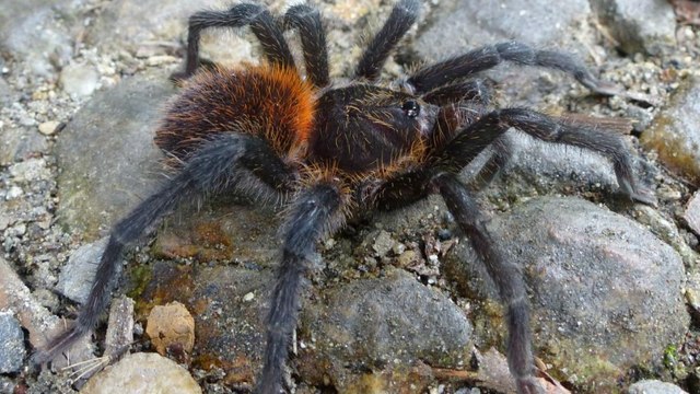 Une nouvelle mygale découverte en Colombie dévoile une arme unique en son genre