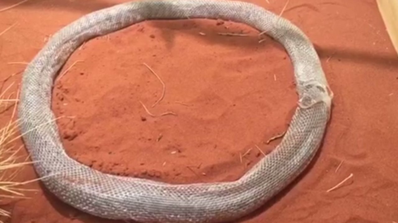 L'étonnante mésaventure d'un python piégé par sa propre mue