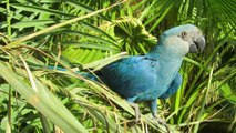 Un perroquet bleu qu'on pense éteint dans la nature réapparait au Brésil