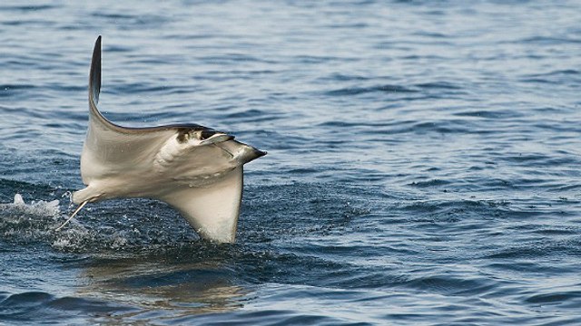 Un incroyable spectacle de raies volantes filmé depuis les airs au Mexique