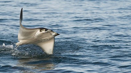 Un incroyable spectacle de raies volantes filmé depuis les airs au Mexique