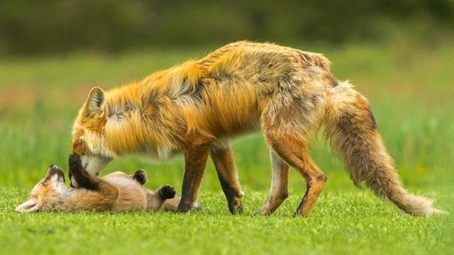 De fantastiques images témoignent de la dévotion d’un renard pour ses petits