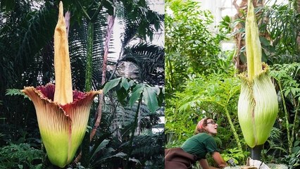 Arum Titan : des fleurs-cadavres fleurissent à travers les Etats-Unis à la surprise des spécialistes