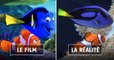 Pourquoi le Monde de Dory, le film d'animation de Pixar, inquiète les biologistes marins