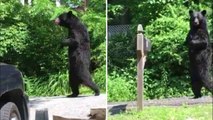 Quand un ours noir se met à marcher comme un humain aux Etats-Unis