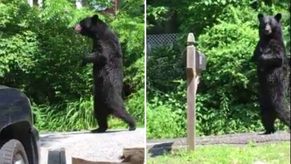 Quand un ours noir se met à marcher comme un humain aux Etats-Unis
