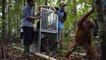 Trois orangs-outans réhabilités avec succès retrouvent leur liberté en Indonésie