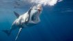 Californie : des loutres de mer attaquées sans raison par les grands requins blancs
