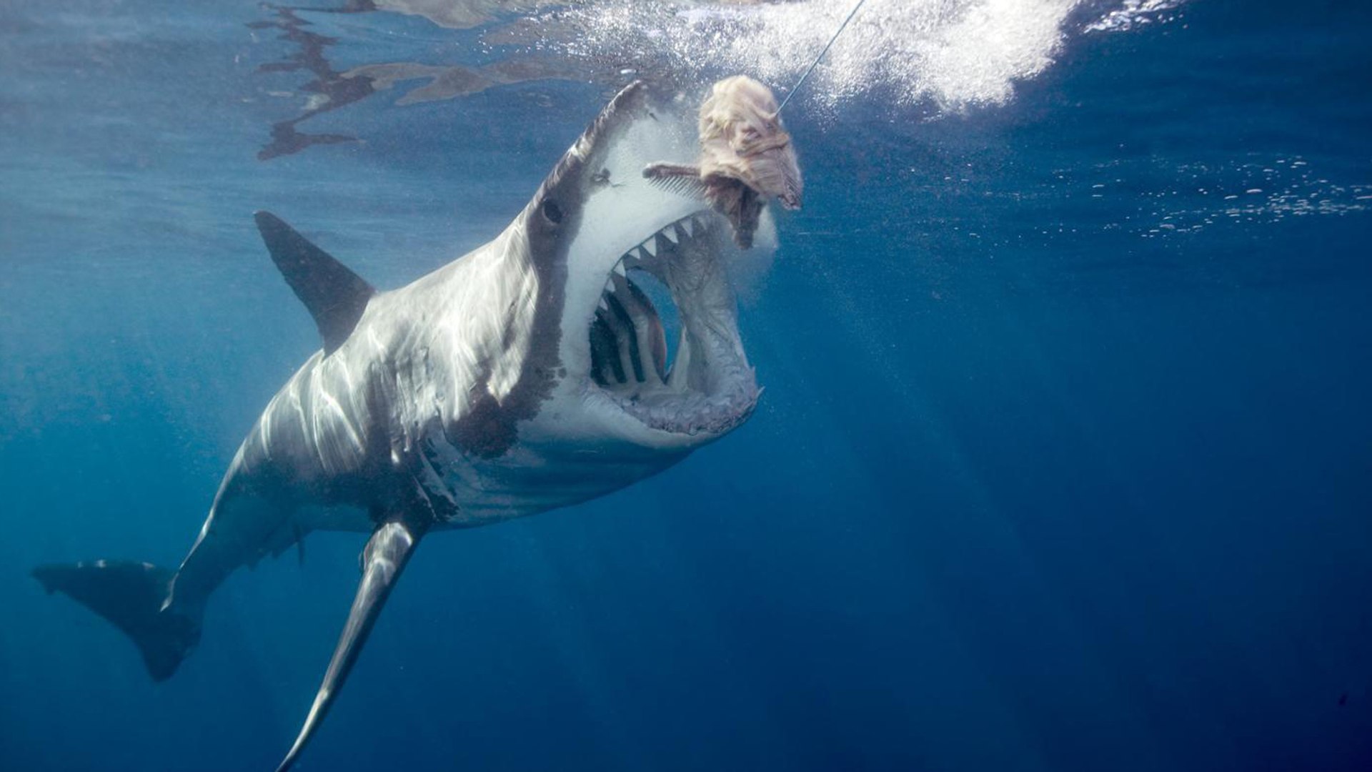 Requin Sautant Hors De L'eau Pour Manger Un Phoque