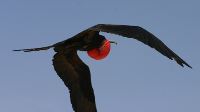 Les Frégates du pacifique, d'incroyables oiseaux qui peuvent voler deux mois sans se poser