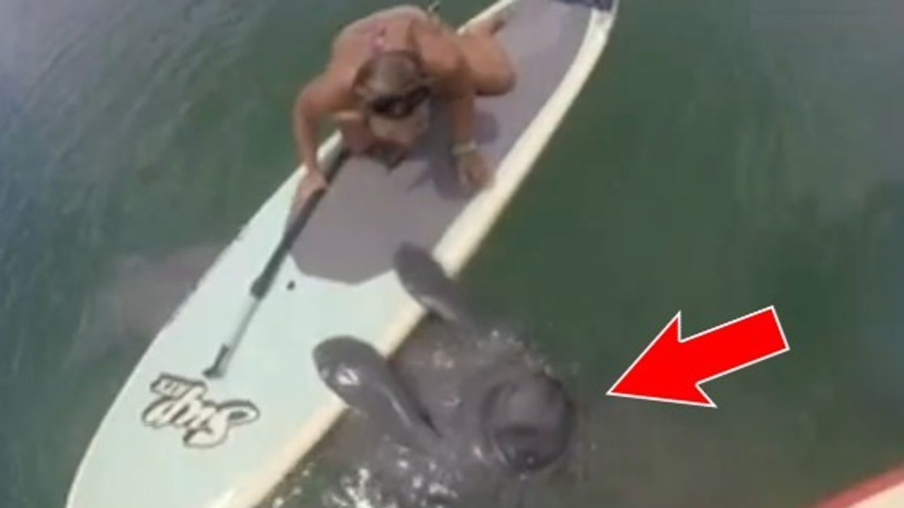 Quand un lamantin vient saluer des surfeuses lors d’une sortie en paddle