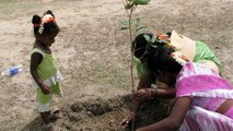 Des Indiens plantent 50 millions d’arbres en 24 heures pour lutter contre la déforestation