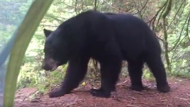 Quand un campeur se retrouve nez à nez avec un ours noir au Canada