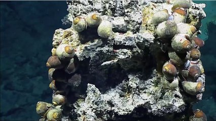 Les profondeurs de la fosse des Mariannes dévoilent une biodiversité insoupçonnée