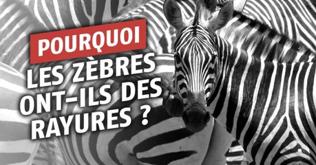 Pourquoi les zèbres ont-ils des rayures ?