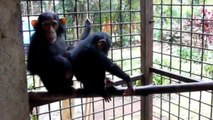 La touchante rencontre entre deux chimpanzés orphelins filmée au Congo