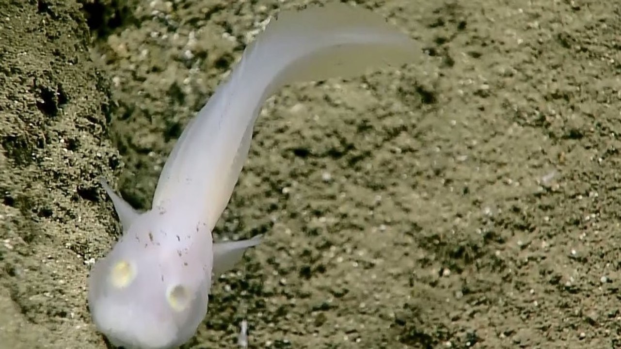 Un rarissime "poisson fantôme" observé dans les profondeurs de la fosse des Mariannes
