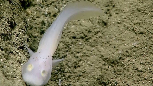 Un rarissime poisson fantôme observé dans les profondeurs de la fosse des Mariannes