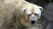 Arturo, l’ours polaire "le plus triste au monde" est mort en Argentine