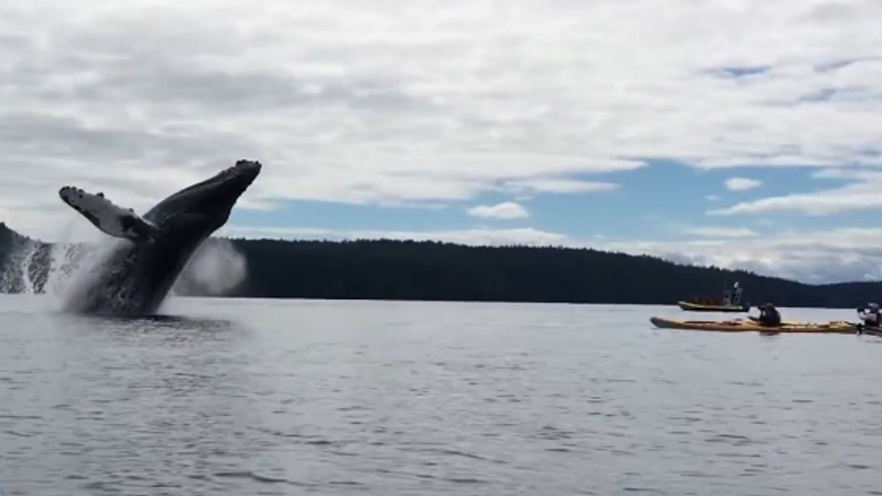 Une baleine à bosse et son petit offrent un incroyable spectacle à des kayakistes