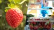 Une vidéo retrace le parcours d’une fraise pour sensibiliser au gaspillage alimentaire