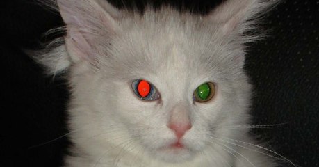 Pourquoi a-t-on les yeux rouges sur les photos ?