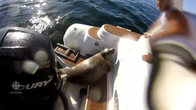 Un phoque se réfugie sur un bateau pour échapper à des orques au Canada