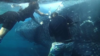 L’incroyable sauvetage d’un requin-baleine piégé dans un filet