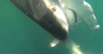 L'impressionnante attaque d'un requin-tigre sur un requin-marteau filmée en Louisiane