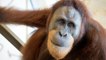 Rocky, l'orang-outan capable d’imiter la manière de parler des humains