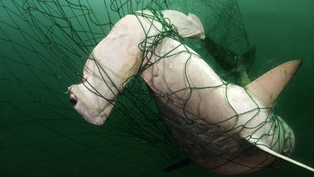 Le WWF achète une licence de pêche pour protéger les requins en Australie