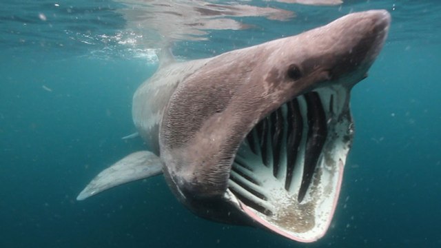 Un incroyable rassemblement de requins pèlerins filmé au large de l'Écosse