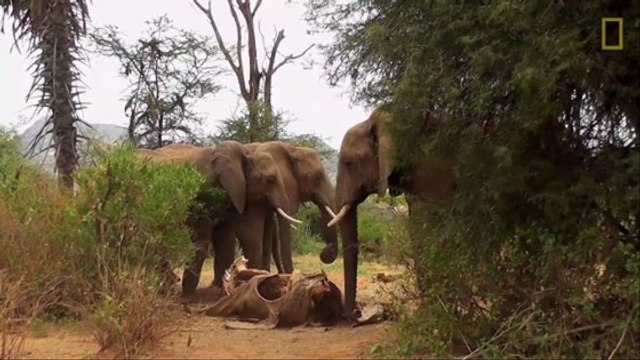 Les éléphants connaissent-ils le deuil ?