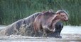 L'impressionnant duel entre deux hippopotames filmé en Afrique du Sud