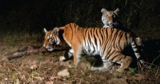 Des familles de tigres d'Indochine découvertes en Thaïlande pour la première fois depuis 15 ans