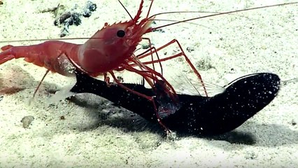 L'étonnante attaque d'une crevette sur un poisson filmée dans les profondeurs