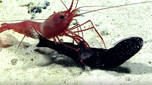 L'étonnante attaque d'une crevette sur un poisson filmée dans les profondeurs