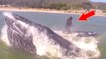 Quand une baleine à bosse surprend une flûtiste en paddle