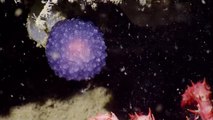 Une mystérieuse sphère violette découverte dans les profondeurs au large de la Californie