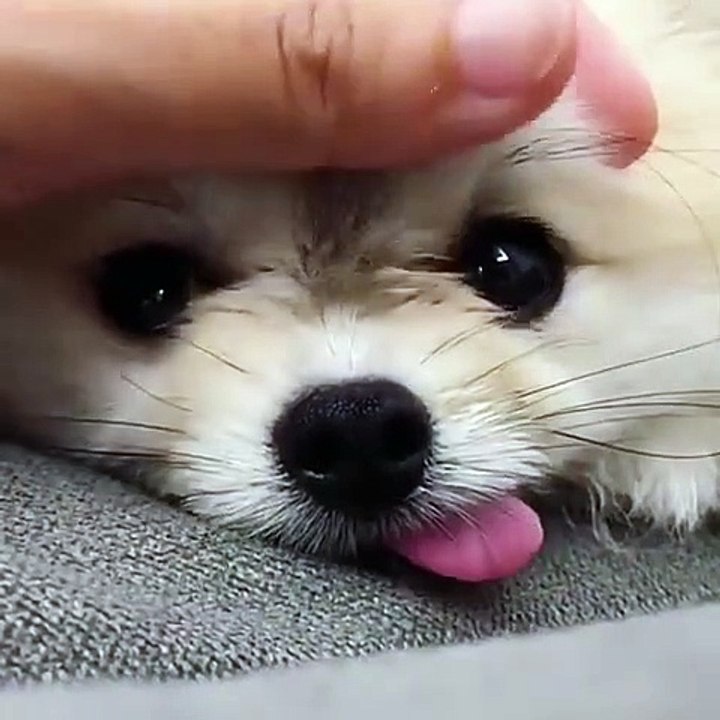 Cute Dog - #73
