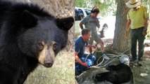 Un Américain sauve un ours noir coincé dans un bocal à l'aide d'un lasso