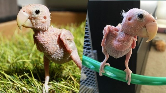 Rhea, le petit perroquet sans plume devenu une star du web