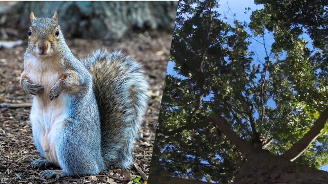 Quand un écureuil dérobe une caméra et monte avec dans son arbre