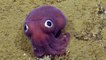 Une étonnante petite créature filmée dans les profondeurs au large de la Californie