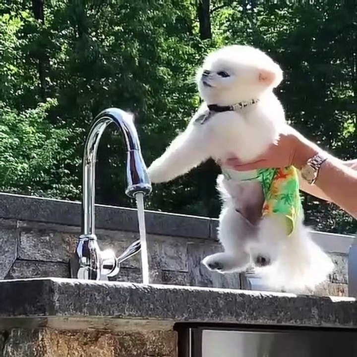 Cute Dog - #76