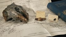 Des scientifiques identifient un crâne fossile oublié dans un musée depuis 65 ans