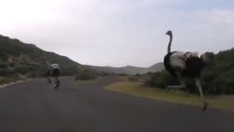 Wenn Fahrradfahrer in der freien Natur von einem Strauß verfolgt werden