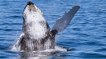 Quand des baleines à bosse protègent les autres animaux des attaques d'orques
