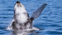 Quand des baleines à bosse protègent les autres animaux des attaques d'orques